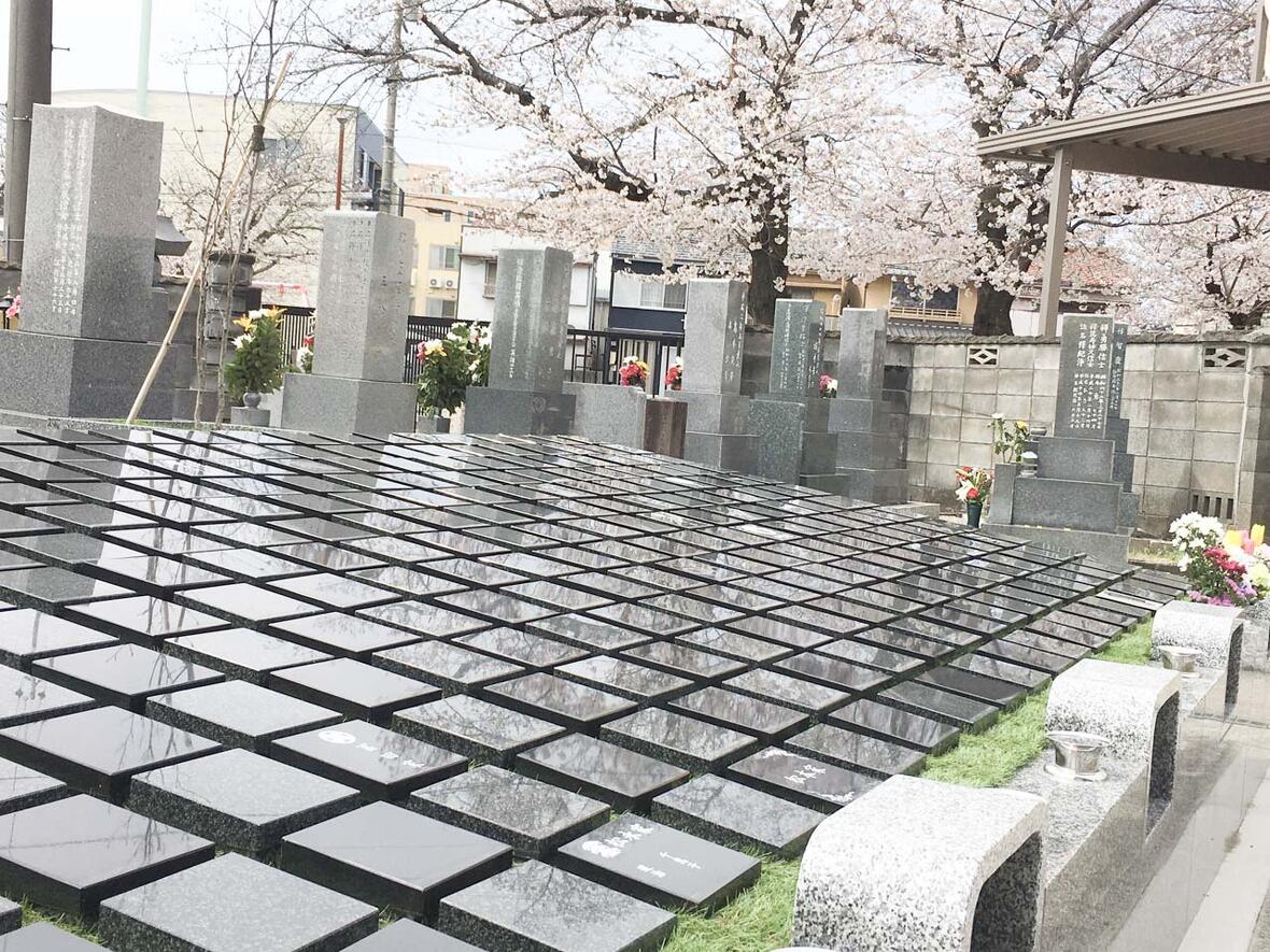 桜が映る芳樹林